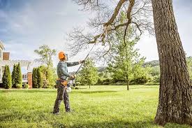 How Our Tree Care Process Works  in  Clearwater, FL